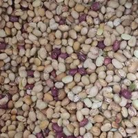 لوبیا چیتی فقط۲۳۰ به شرط پخت و تمیزی
