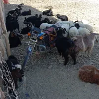 50عدد بز فروشی|حیوانات مزرعه|خاش, |دیوار