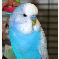 مرغ عشق