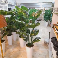 درختچه برگ انجیری بزرگ خارجی اک|گل مصنوعی|قم, شهرک فاطمیه|دیوار