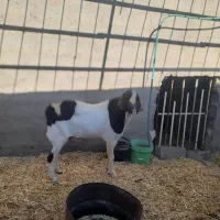 فروش بزغاله نر|حیوانات مزرعه|بادرود, |دیوار