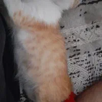 واگذاری بچه نارنجی