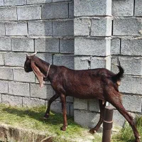 بز پاکستانی جوان