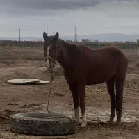 اسب|اسب و تجهیزات اسب‌سواری|تاکستان, |دیوار