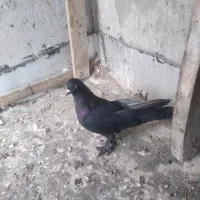 کبوتره ترکیه نر
