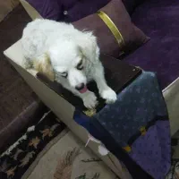 سگ پامر شیتزو|سگ|اهواز, دانشگاه چمران|دیوار