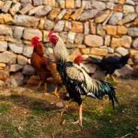 خروس لاری|حیوانات مزرعه|جوانرود, |دیوار