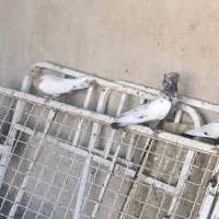 8تا سینه ای|پرنده|قم, مجیدیه|دیوار