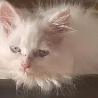 پرشین کت چشم آبی،از نسل نژاد اصیل وارداتی آمریکا|گربه|گرگان, |دیوار