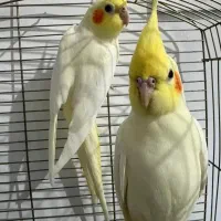 دو عدد طوطی عروس دو ماهه