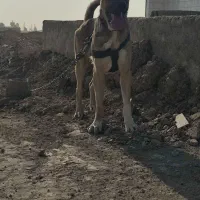 واگذاری سگ سرابی