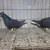 چند تاکفتر فروشی|پرنده|فریمان, |دیوار