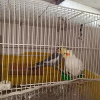 جفت عروس هلندی سیامون و لوتینیو و یه لوتینیو ماده