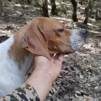 پوینتر انگلیسی دنبلانی