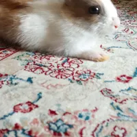 بچه خرگوش جرسی
