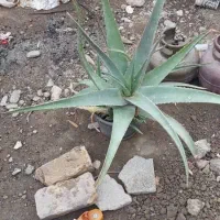 گل و کاکتوس یکجا و به صورت تکی به فروش میرسد|گل و گیاه طبیعی|خوی, |دیوار