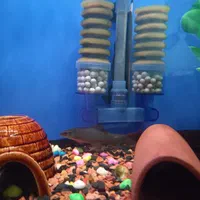 فروش ویژه آکواریوم به همراه ماهی