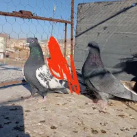 آلمانی فری و نقش