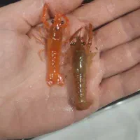 لابستر(میگو)آکواریوم