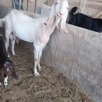 بزغاله نر چپش دورگ پاکستانی