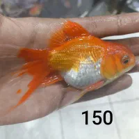 گلدفیش سوپر