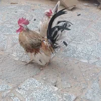 مرغ وخروس جاپنیز