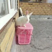 خرگوش خانگی|موش و خرگوش|مهاباد (آذربایجان غربی), |دیوار