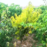 باغچه وباغ درخت انگور در قطعات ۵۰۰ متر چهار دیواری|فروش زمین و ملک کلنگی|رباط‌کریم, انجم آباد|دیوار