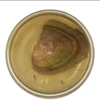 گردنبند زنانه مدل Love Pearl|بدلیجات|ارومیه, |دیوار