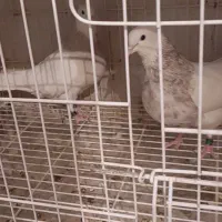 طوقی کرمانشاهی