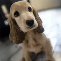 سگ خانگی کوکر اسپنیل