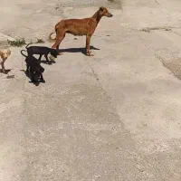 تازی سالوکی