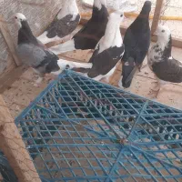 کفتر باخت رفته|حیوانات|ملایر, |دیوار