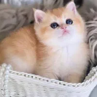 گربه بریتیش و اسکاتیش اصیل