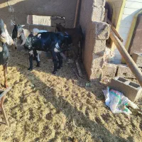 پنج بزنجدی ودوعددبزنردرشادگان|حیوانات مزرعه|شادگان, |دیوار