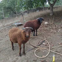 فروش دو عدد بره نر  درجه یک