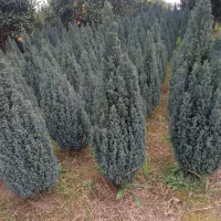 اریکا لوله‌ای