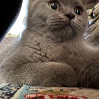 واگذاری بچه گربه غیر رایگان