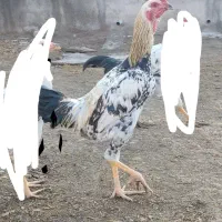 سه عدد جوجه خروس هفت ماهه