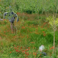 اجاره-زمین-200-متری-مناسب-برای-باغ-گرفتن