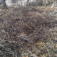 خریدوفروش انواع درخت وچوب با قیمت روز بازار|خدمات باغبانی و درختکاری|تبریز, |دیوار