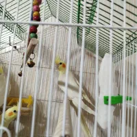 عروس هلندی مولد با جوجه|پرنده|نجفآباد, گلدشت|دیوار