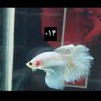 ماهی فایتر|ماهی|نسیم‌شهر, |دیوار