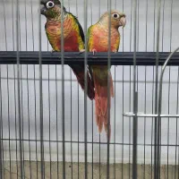 گرینچیک های مولد در پرنده سرای ابوالفضل|پرنده|قائمشهر, |دیوار