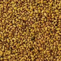 بذر یونجه بغدادی  ساقه بلند