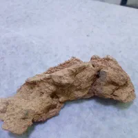 سنگ فسیل مارمولک