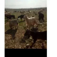 14راس بزکهره دارترکی.ابستن خشک