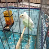 طوطی برزیلی|پرنده|شیراز, محراب|دیوار