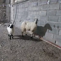 میش بره جوان