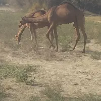 فروش شتر نر|حیوانات مزرعه|بندرعباس, |دیوار